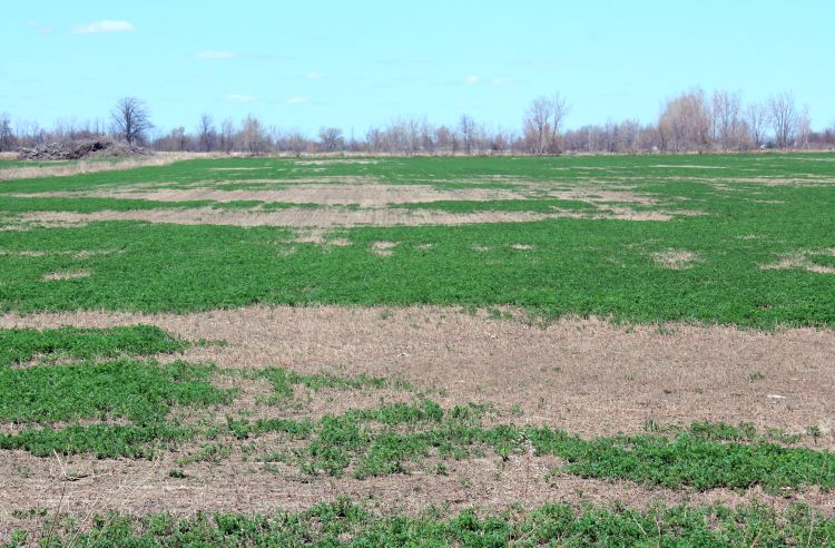 Alfalfa field showing winterkill.