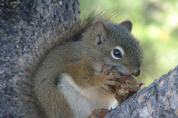Red squirrel injury to spruce trees in winter - Gardening in Michigan