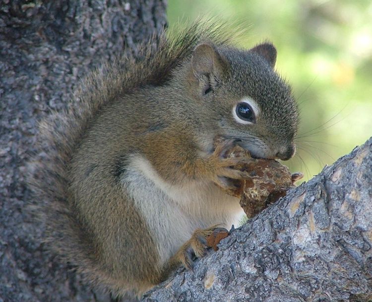 An innocent looking red squirrel enjoying a snack while plotting his next move. Photo: Michael Mengak, University of Georgia, Bugwood.org.