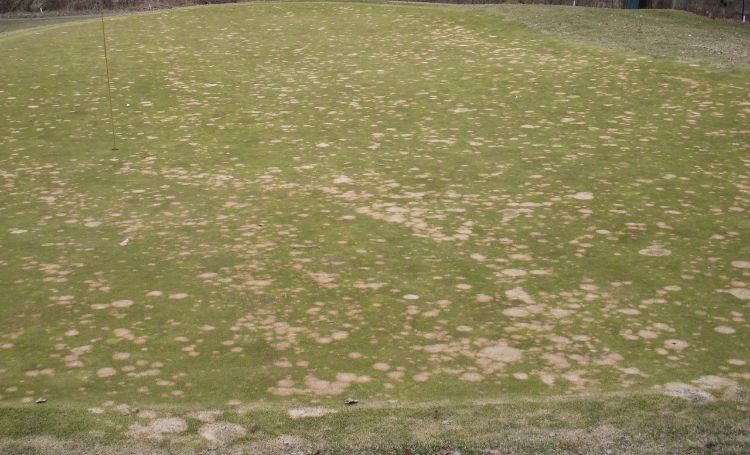 Patches of discolored turf on a putting green caused by snow mold.