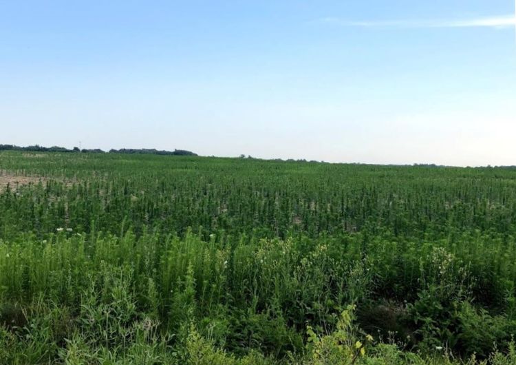 Field with weeds