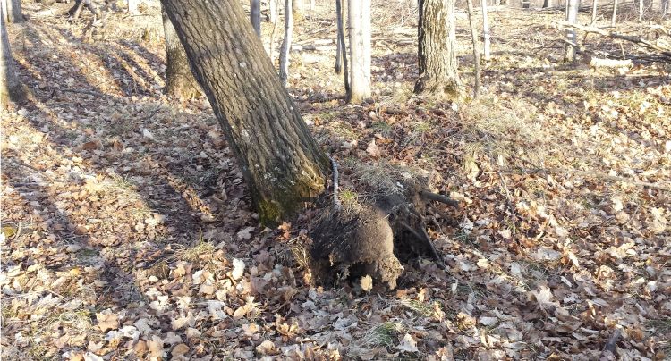 A tipped tree on the forest floor.