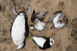 Waterfowl die-off on Lake Michigan shores linked to type E botulism