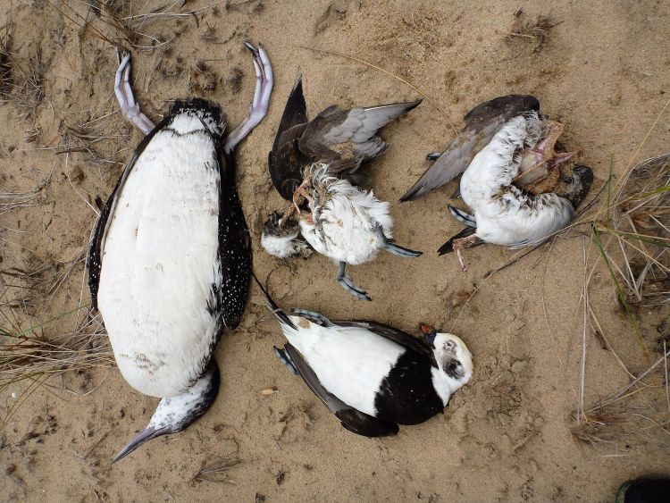 These dead birds were located on the beach at Good Harbor Bay, Leelanau County. Photo: Dan Ray, National Park Service