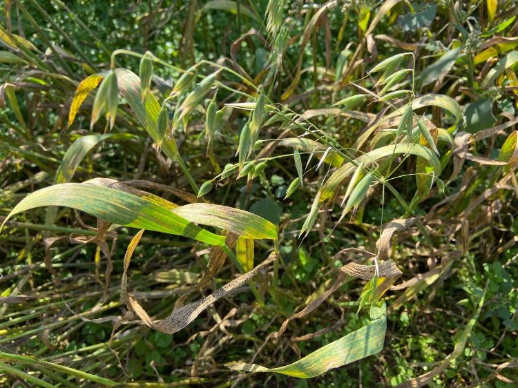 Oats growing in the cover crop variety trials