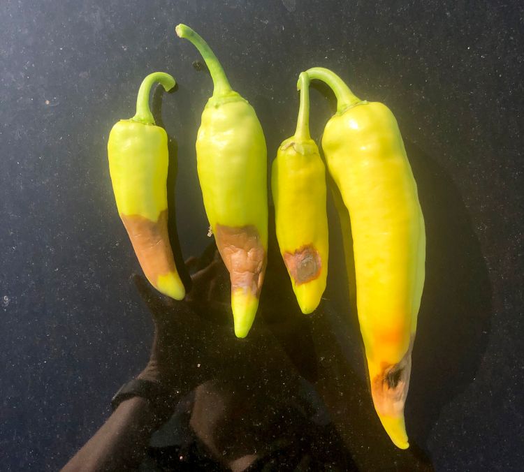 Blossom end rot on peppers