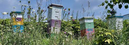Photo of honey bee hives surrounded by wildflowers