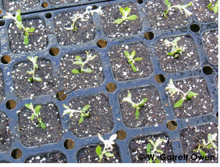 Figure 1. Providing too much moisture during unrooted vegetative cutting propagation often results in waterlogged propagation substrates. All photos by W. Garrett Owen, MSU Extension.