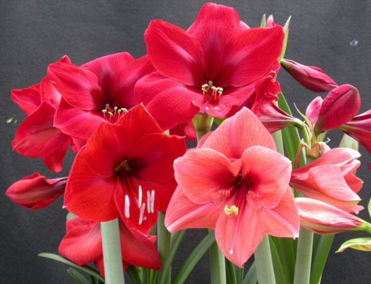 Growing Amaryllis A Favorite Holiday Plant Msu Extension