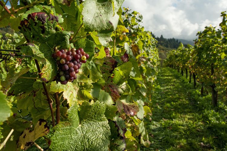 grapes on the vine