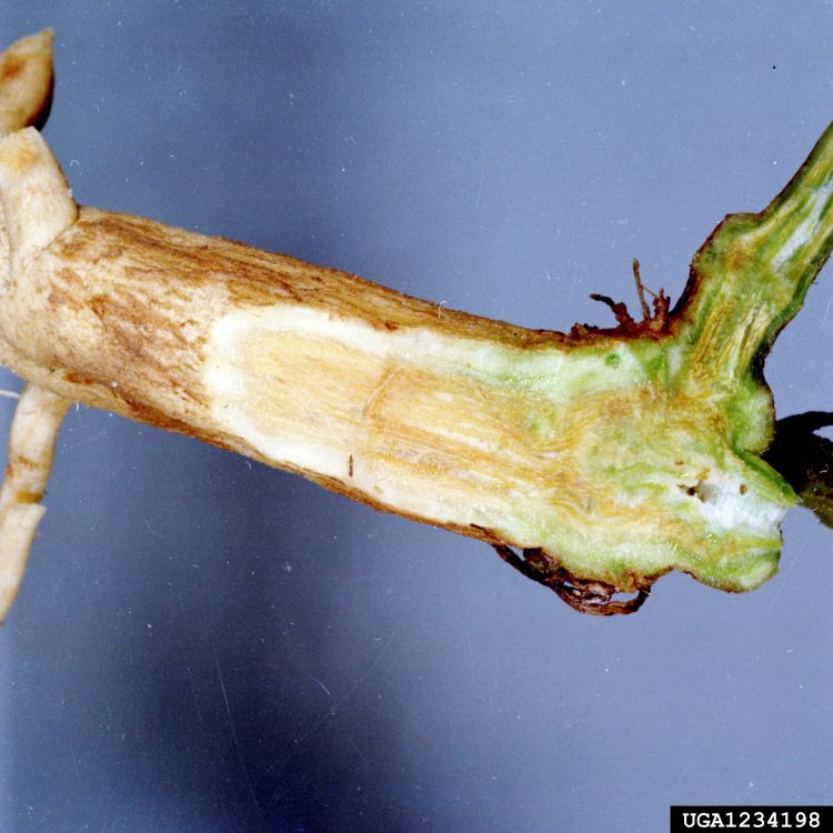 Watermelon vascular tissue browning caused by Fusarium oxysporum f.sp niveum. Photo credit: Clemson University, USDA Cooperative Extension, Bugwood.org