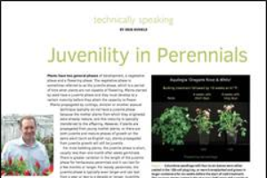 Juvenility in perennials