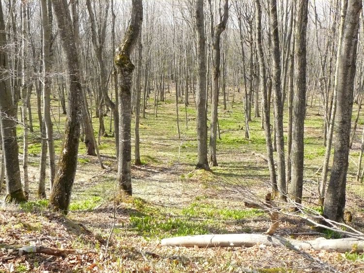 An unmanaged northern hardwood stand with an absence of regeneration. Photo credit: Bill Cook l MSU Extension