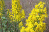 Showy goldenrod