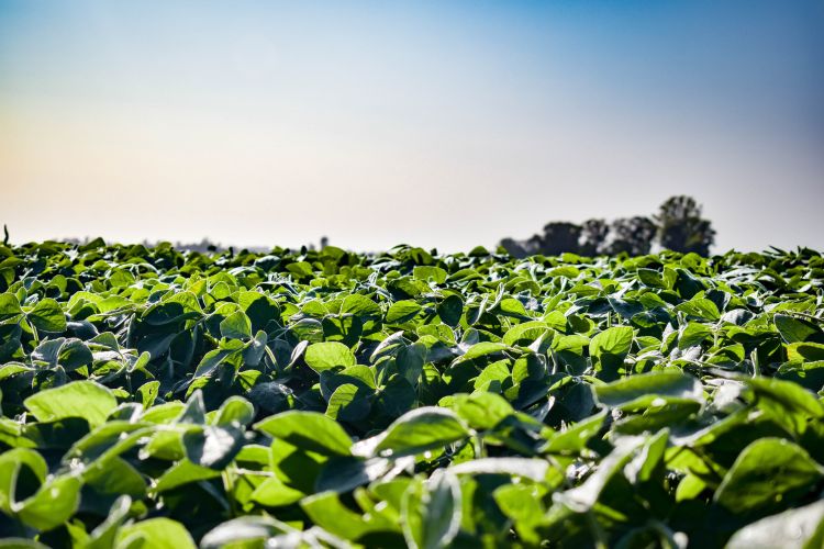 Soybean field.