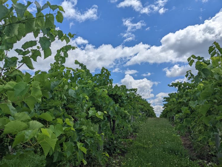 Wine grape vineyard.