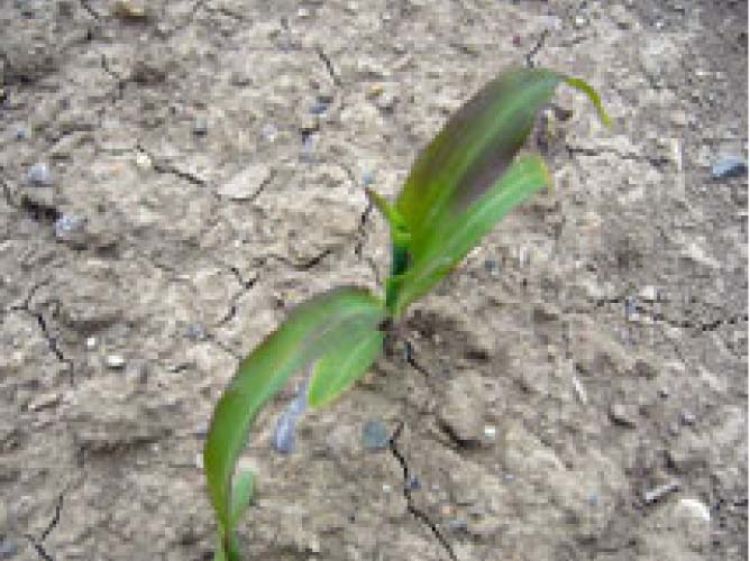 Photo 1. Phosphorus deficiency on sweet corn. Photo credit: Hannah Stevens, MSUE.