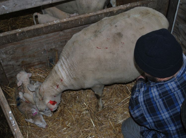 Milking a ewe who has just lambed.