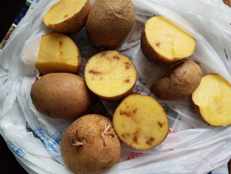 Potatoes showing internal browning