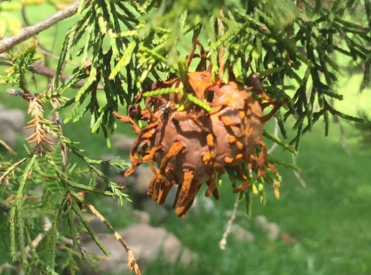 Cedar-apple rust on eastern redcedar. Photo by Patrick Voyle.