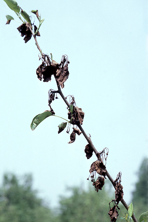  Browning can spread through the entire blossom truss and kill the fruit spur. 