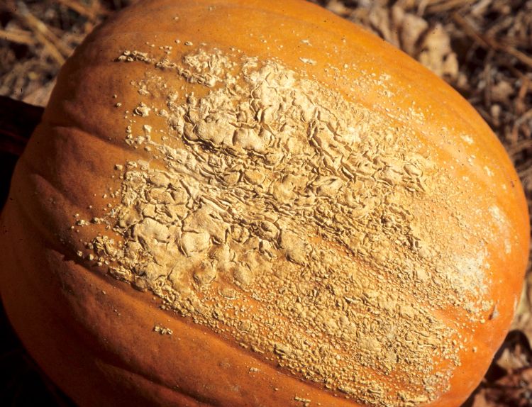 Photo 1. Edema on pumpkin. Photo credit: Gerald Holmes, California Polytechnic State University