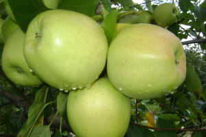 Southwest Michigan apple maturity report – Sept. 29, 2021