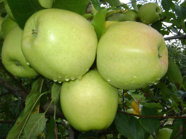 Green apples hanging from a tree.