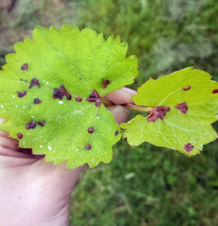 Tumid gall maker infestation on leaf..