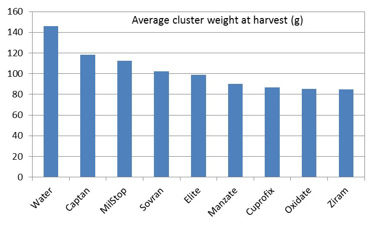 Figure 1. Grape cluster weight at harvest in response to a single fungicide application at full bloom in Concord grapes in Michigan in 2013.