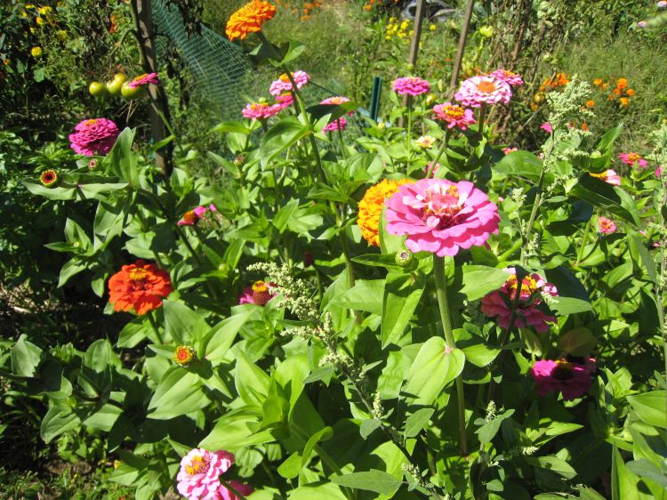 Zinnias in a Michigan garden. Photo by Joy Landis, MSU IPM Program.