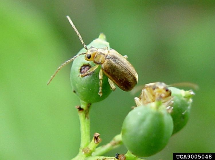 viburnum leaf beetle