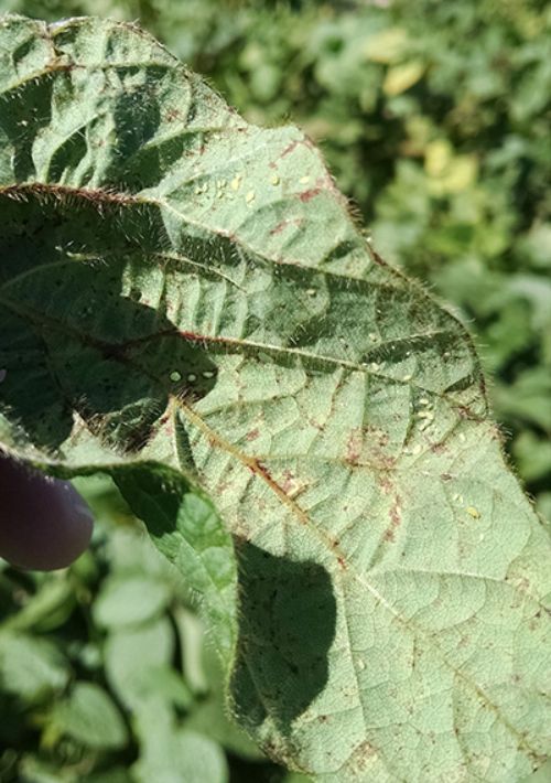 Soybean aphid populations are increasing in isolated areas. Photo by James DeDecker, MSU Extension