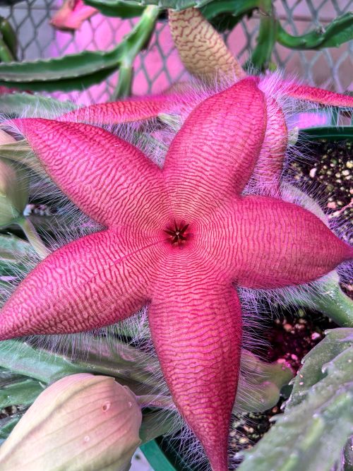 Stapelia grandiflora, commonly called carrion plant