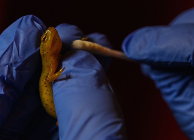 Salamanders are swabbed to test for diseases.