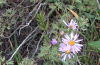 Smooth blue aster