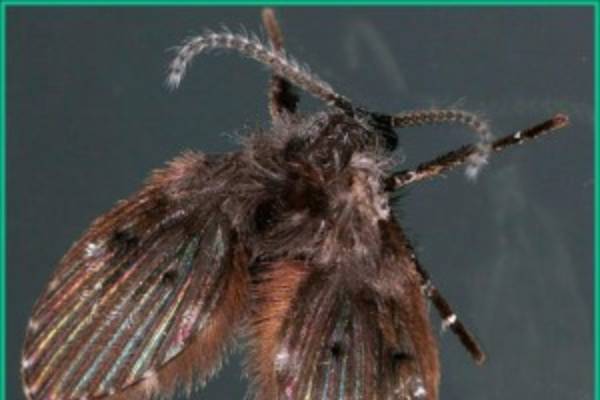 Moth Flies Or Drain Plant Pest Diagnostics - How To Get Rid Of Small Flying Insects In Bathroom