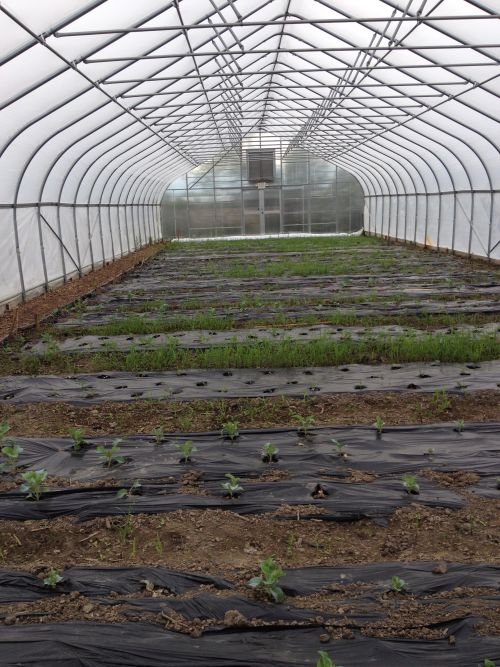 Vegetable plants grow in a Peckham Farms hoophouse. Photo credit: Randy Bell l MSU Extension