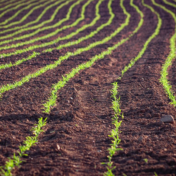 Rows of seedlings in soil