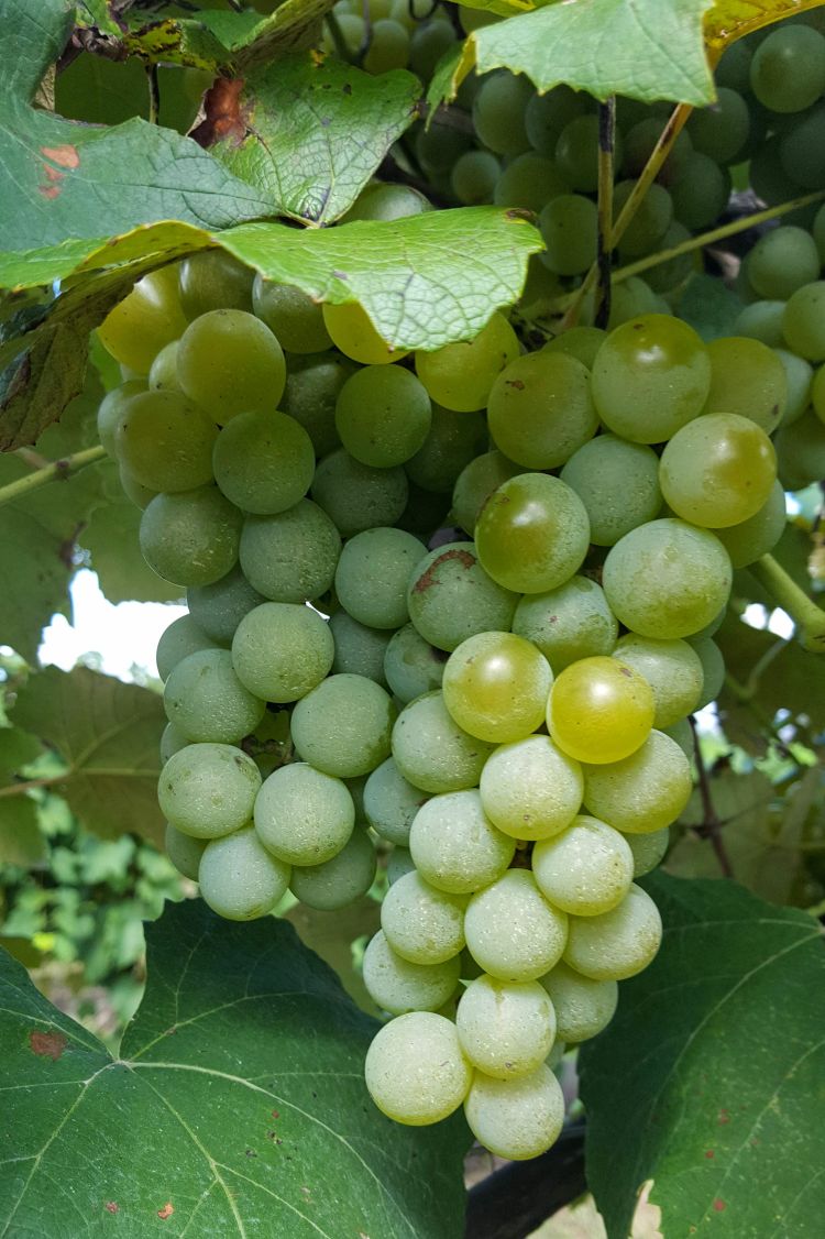 Niagara grapes