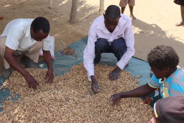 Malawians sort through seeds.