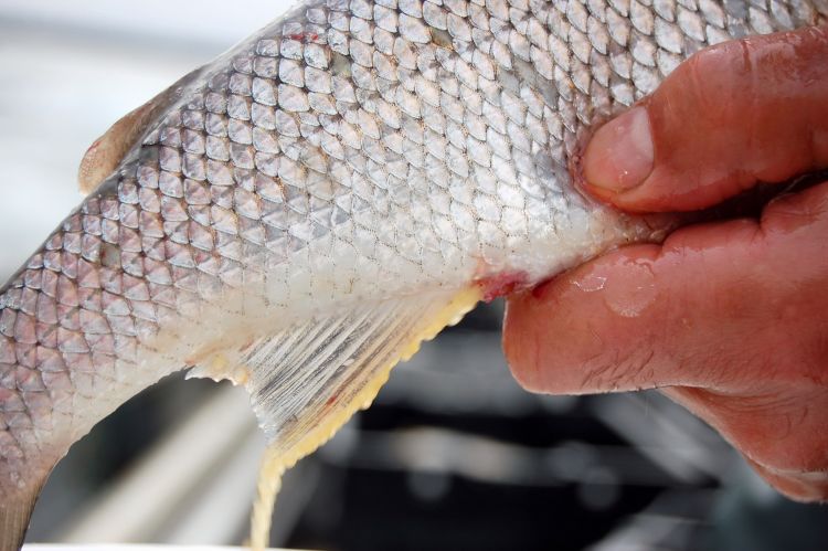Researchers are exploring the possibility of expanding the use of lake whitefish fish scales as a waste resource, by exploring the potential to modify the scale surface. Photo: Andrew Muir, Great Lakes Fishery Commission
