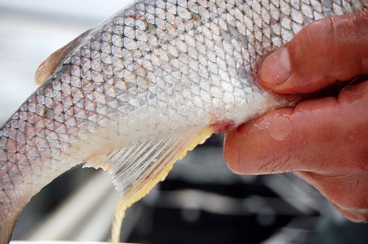 Fish scale clearance