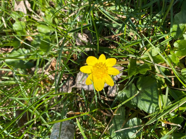 Lesser Celandine An Attractive Spring Weed That Spreads With A Vengeance Gardening In Michigan