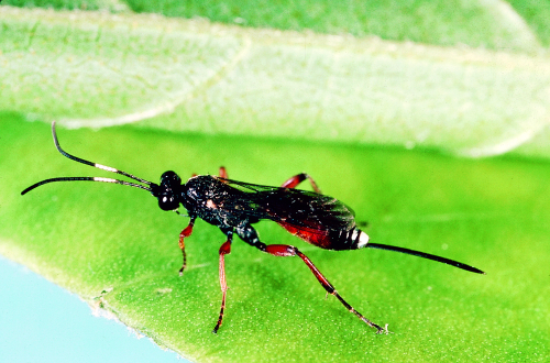 Larger than other parasitic wasps, they have a slender body, very distinct head, thorax and abdomen with two pairs of membranous wings and long, segmented antennae. 