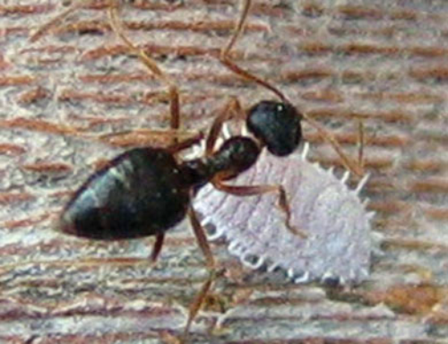 Adult female.