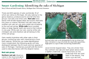 Smart Gardening: Identifying the oaks of Michigan