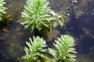 Aquatic plant species prohibited from sale in Michigan