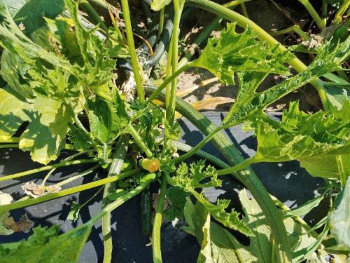 Zucchini plant with deformed leaves