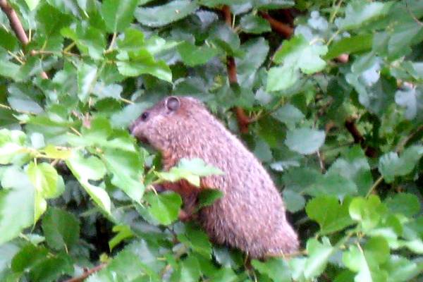 Identifying critter damage in the garden and landscape - MSU Extension
